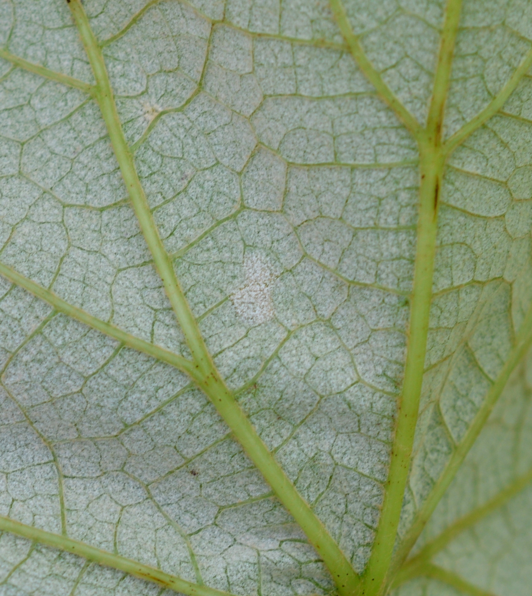 Downy mildew on leaf lower 6-15-18 Concord BarodaKM